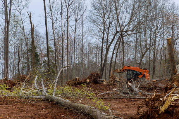 How Our Tree Care Process Works  in  Conyers, GA